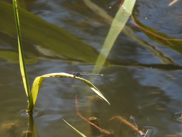 Erythromma najas - nagy pirosszemű-légivadász