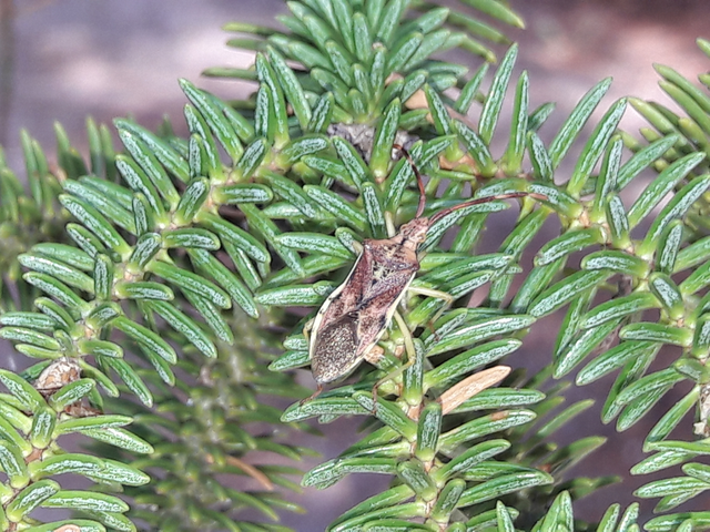 Gonocerus juniperi - boróka-karimáspoloska
