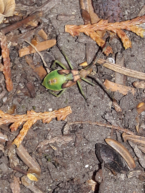 Gonocerus