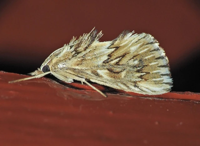 Cynaeda dentalis - gyakori ciframoly