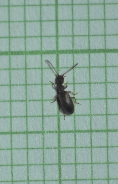Endomia tenuicollis - keskenynyakú fürgebogár
