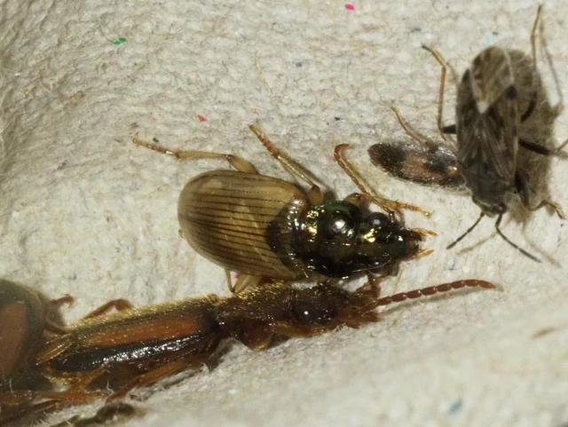 Pogonus luridipennis - pompás székifutonc