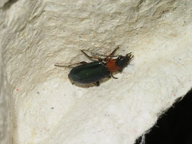 Lebia cyanocephala - pompás cserjefutó