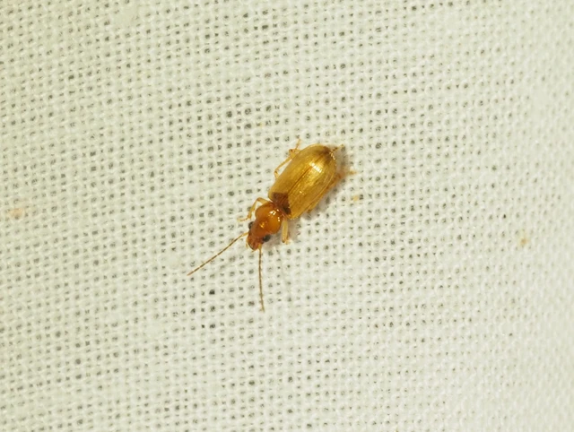 Anthracus consputus - nyerges kisdedfutó