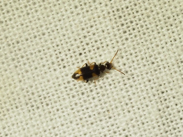 Anthicus antherinus - közönséges fürgebogár