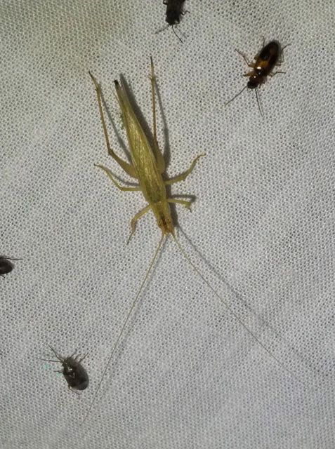 Oecanthus pellucens - pirregőtücsök