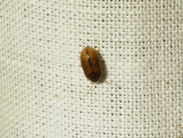 Scirtidae - rétbogárfélék