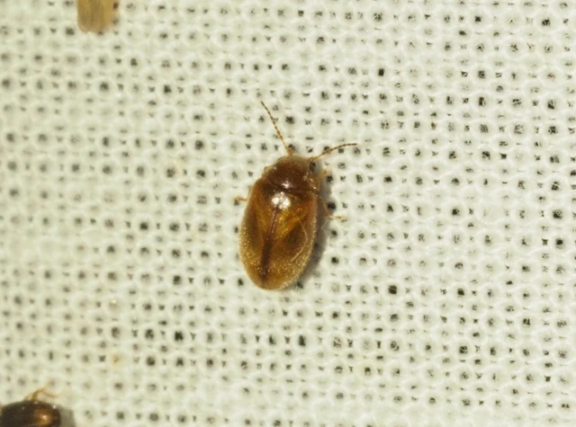 Scirtidae - rétbogárfélék