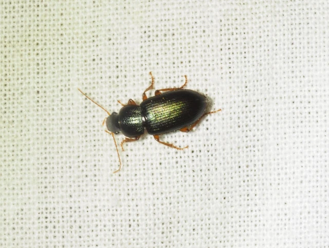 Ophonus azureus - azúrkék bársonyfutó