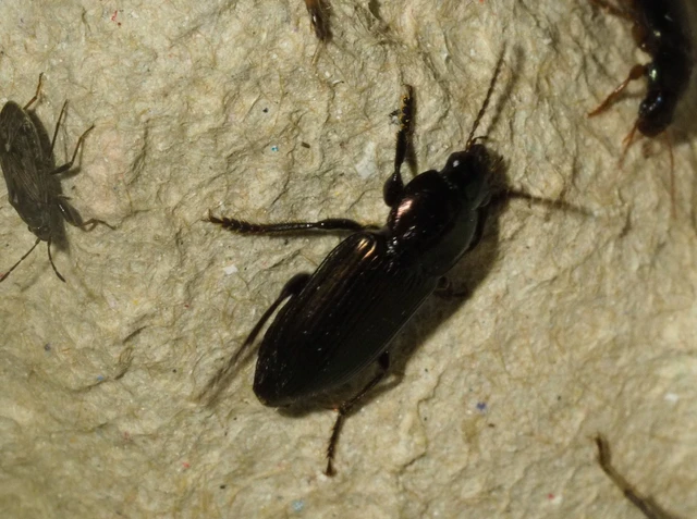 Harpalus affinis - szőrösszárnyú lomhafutó