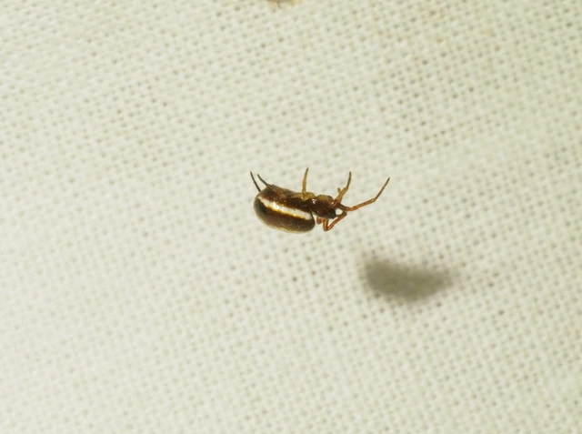 Hypsosinga
