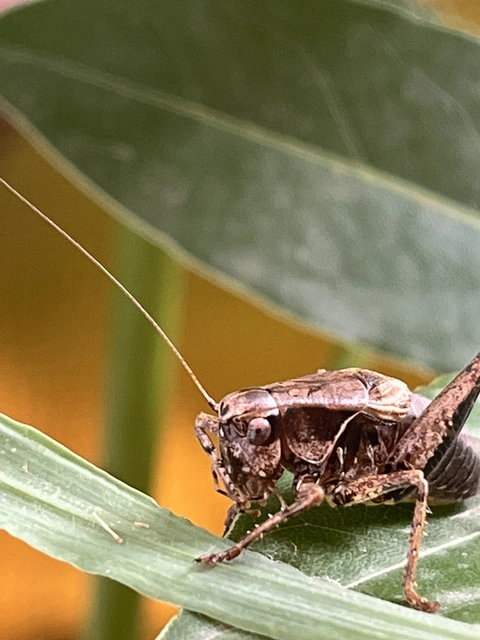 Pholidoptera griseoaptera - szürke avarszöcske