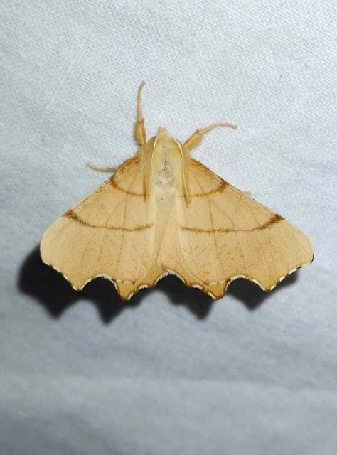 Ennomos erosaria - hársfa-levélaraszoló
