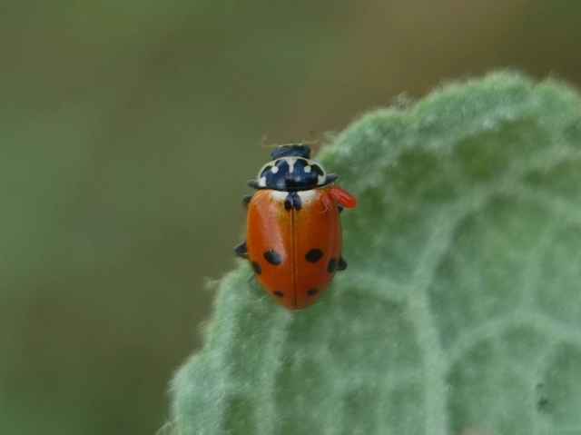 Hippodamia variegata - tizenhárompettyes katica
