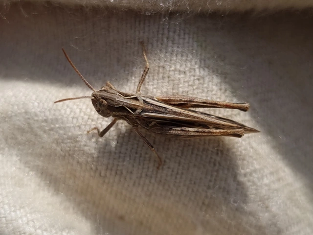 Chorthippus (Glyptobothrus) (subgenus)