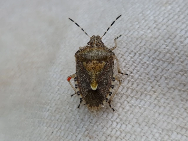 Dolycoris baccarum - közönséges bogyómászó-poloska Dolycoris baccarum - közönséges bogyómászó-poloska