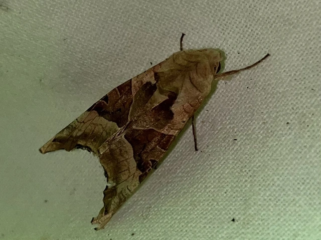 Phlogophora meticulosa - vándorló csipkésbagoly