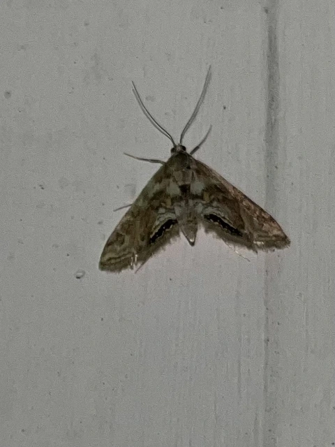 Cataclysta lemnata - békalencsemoly