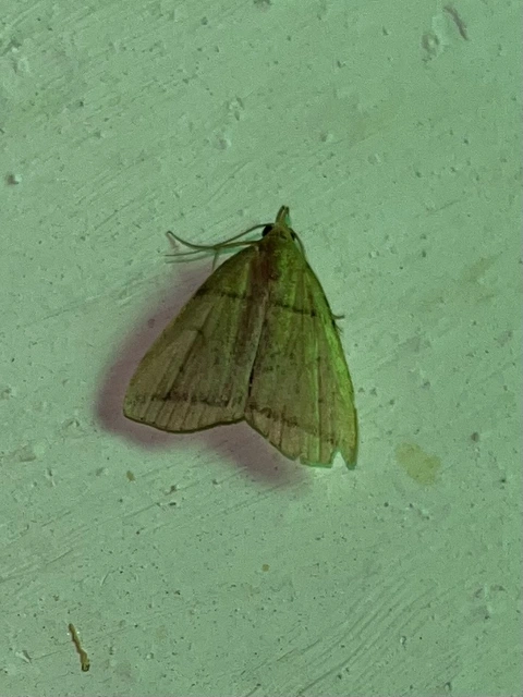 Herminia grisealis - ligeti karcsúbagoly