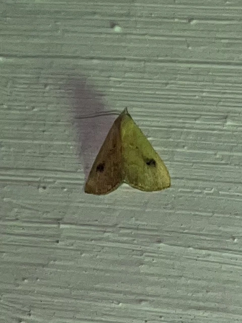 Rivula sericealis - selymes lórombagoly