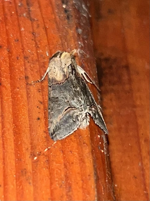 Abrostola triplasia - közönséges csalánbagoly