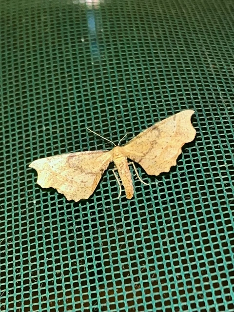 Artiora evonymaria - kecskerágó-araszoló
