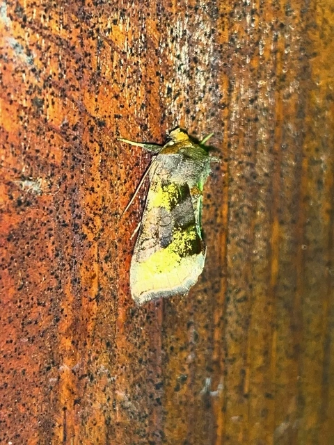 Diachrysia chrysitis - aranybagoly