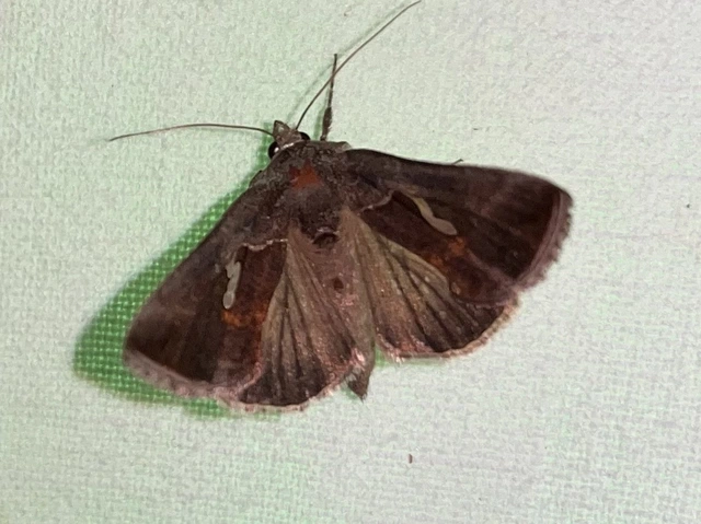 Macdunnoughia confusa - cseppfoltos ezüstbagoly