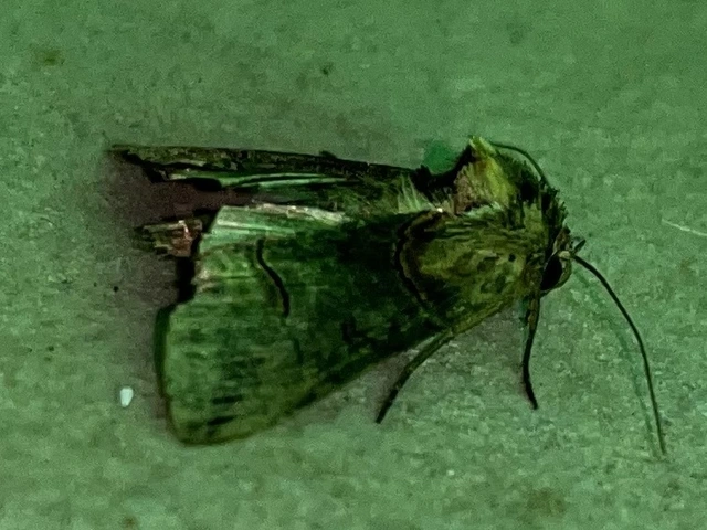 Abrostola triplasia - közönséges csalánbagoly