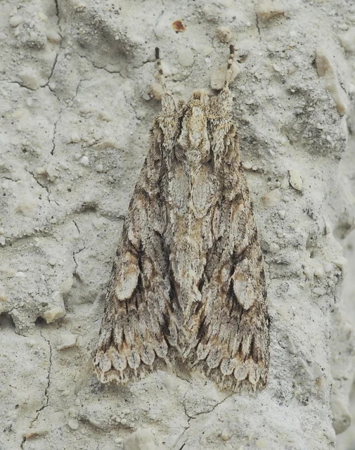 Meganephria bimaculosa - kétfoltos szilbagoly