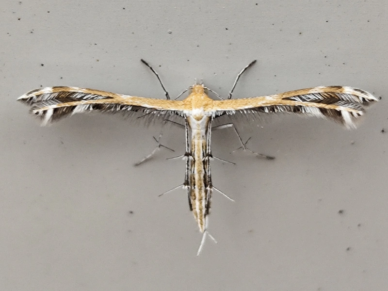 Stangeia siceliota - mediterrán tollasmoly