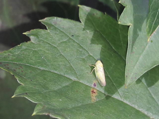 Macropsis