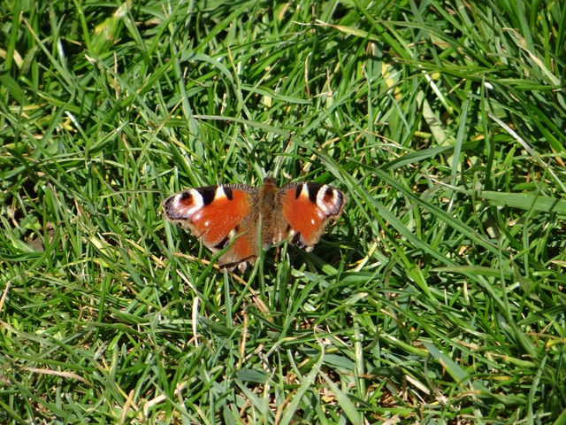 Nymphalis io - nappali pávaszem