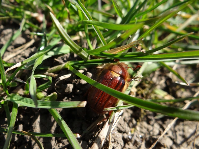 Holochelus aequinoctialis - tavaszeleji cserebogár