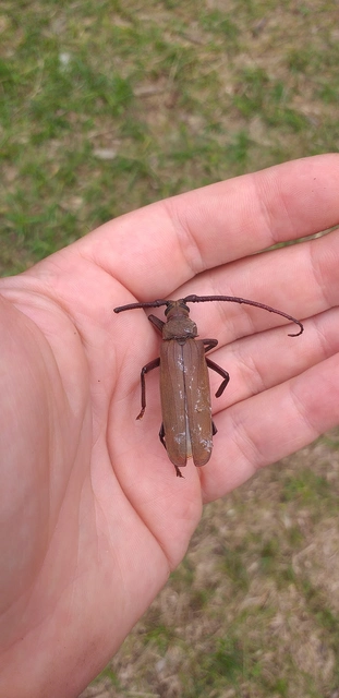 Aegosoma scabricorne - diófacincér