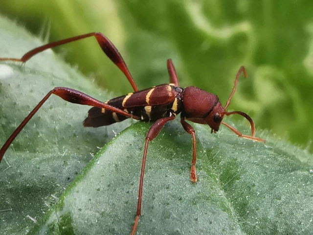 Neoclytus acuminatus - amerikai darázscincér