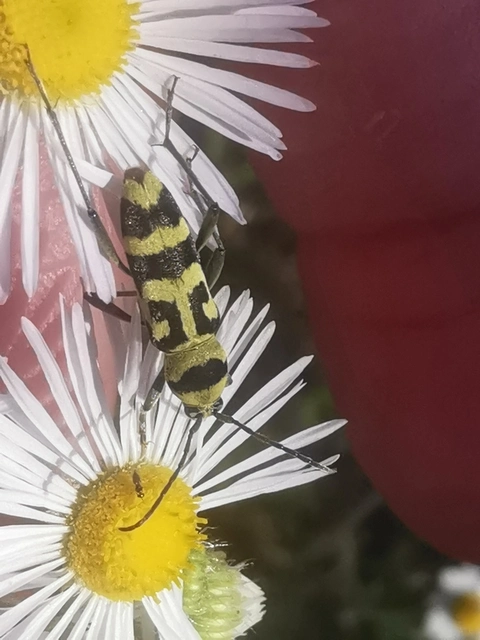 Chlorophorus varius - díszes darázscincér