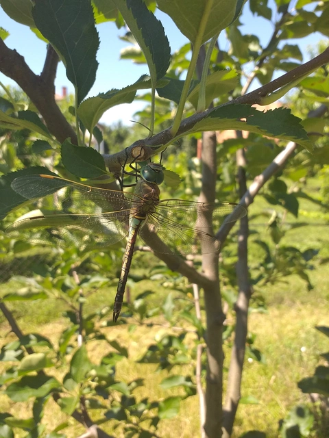 Anax parthenope - barna óriásacsa