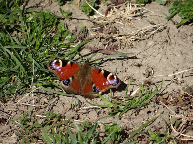 Nymphalis io - nappali pávaszem