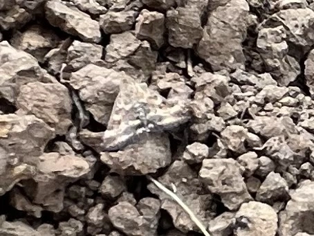 Pyrausta despicata - réti bíbormoly
