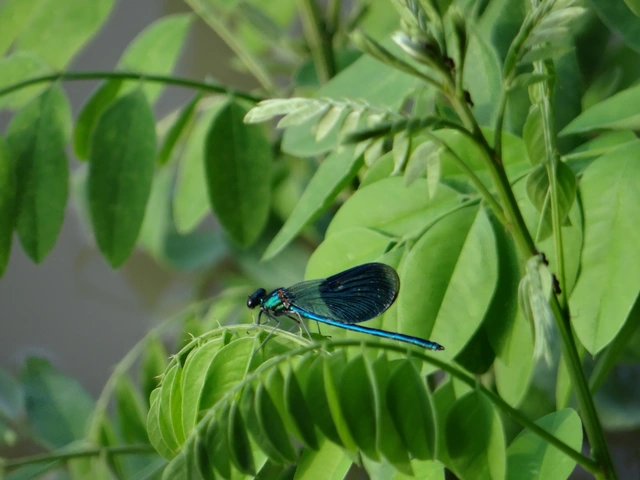 Calopteryx splendens - sávos szitakötő