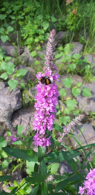 Bombus - poszméhek
