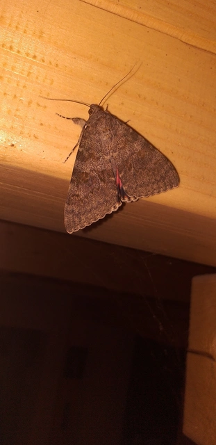 Catocala elocata - közönséges övesbagoly