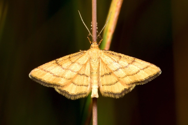 Idaea aureolaria - aranyos sávosaraszoló
