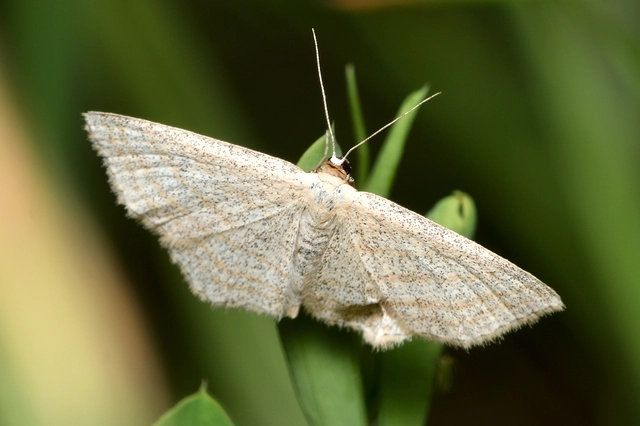 Scopula virgulata - vesszős sávosaraszoló