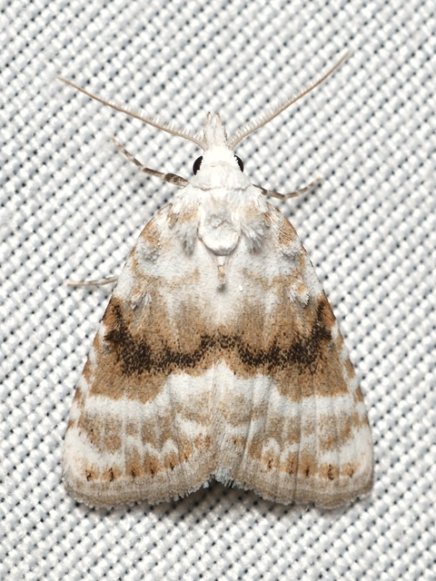 Meganola albula - fehér pamacsosszövő