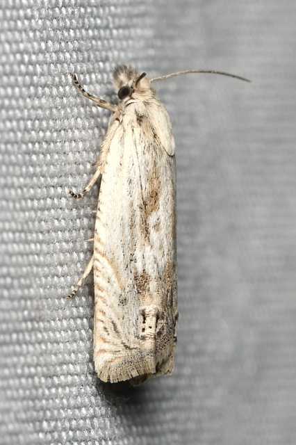 Eucosma wimmerana - ürömgubacs-tükrösmoly