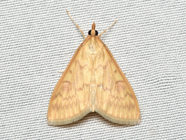 Ostrinia nubilalis - kukoricamoly