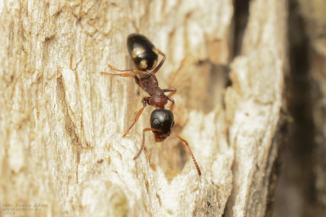 Dolichoderus quadripunctatus - négypettyes erdeihangya
