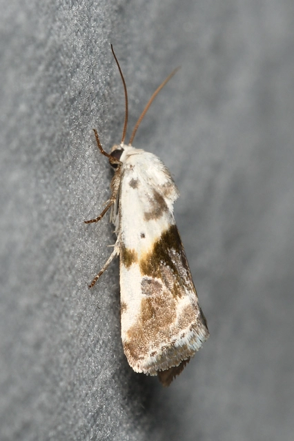 Ponometia candefacta - parlagfűbagoly